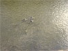 Wild Ducks