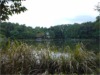 A Pond